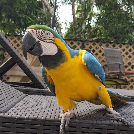 Rainforest Lodge Del Rio Portobelo Ngoại thất bức ảnh