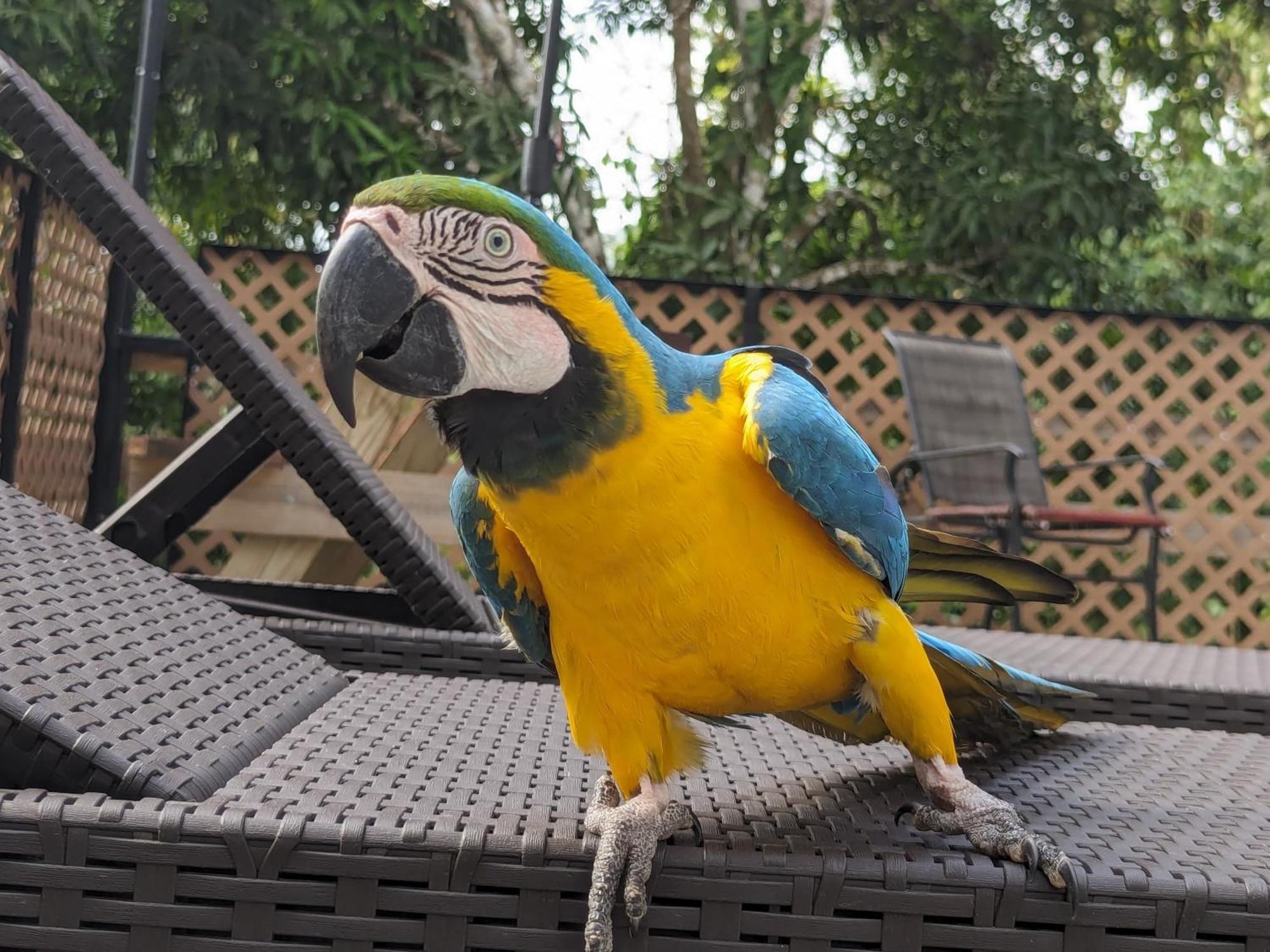 Rainforest Lodge Del Rio Portobelo Ngoại thất bức ảnh